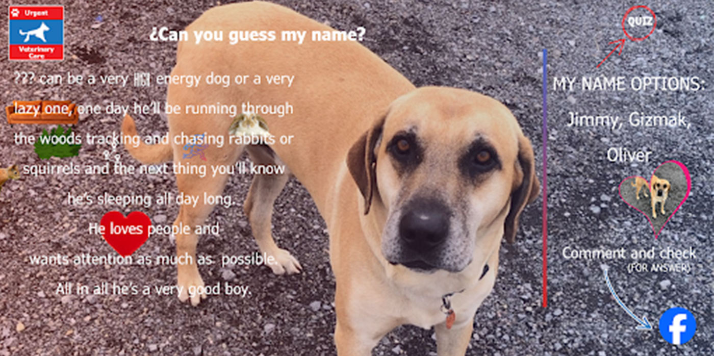 urgent-care-vet-auburn-ny