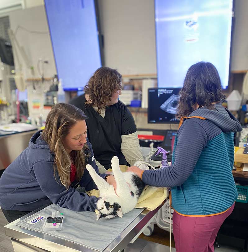 urgent-veterinary-care-ultrasound