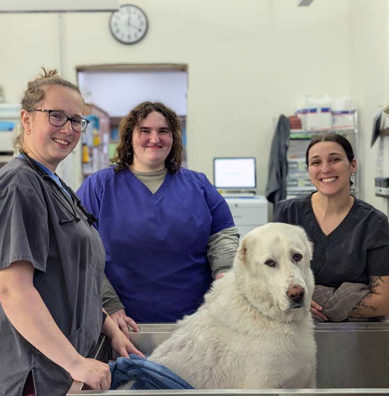 urgent-veterinary-care